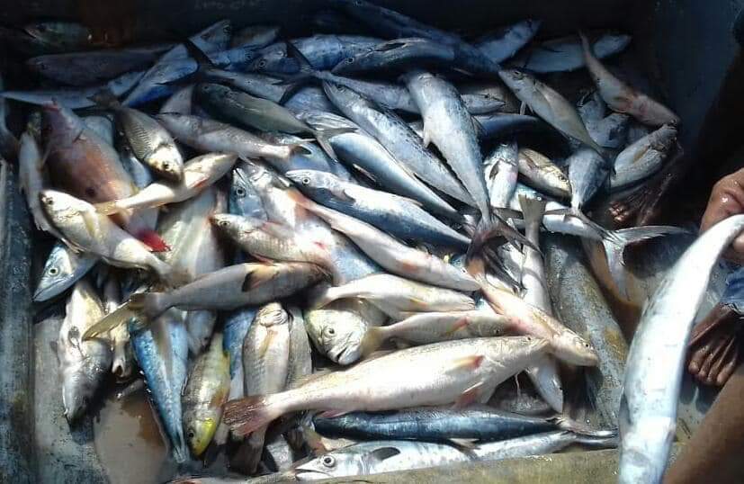 pesca